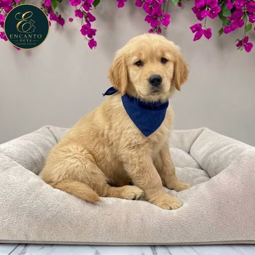 Cachorro GOLDEN RETRIEVER LINEA AMERICANA disponible - Imagen 9