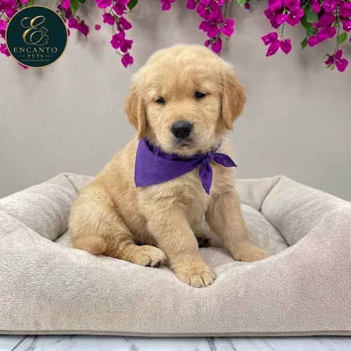 Cachorro GOLDEN RETRIEVER LINEA AMERICANA disponible - Imagen 3