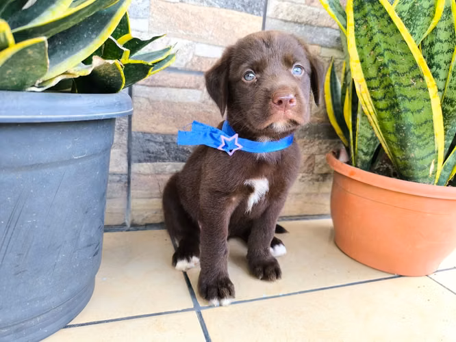 LABRADORES RETRIVER HEMBRAS CHOCOLATES 2 MESES 15 DE OCTUBRE 2026 - Imagen 2