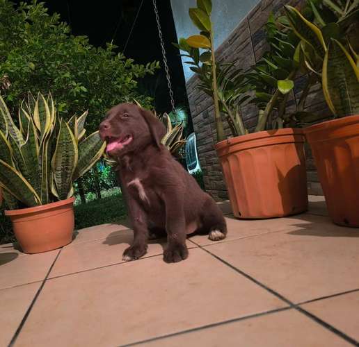 LABRADORES RETRIVER HEMBRAS CHOCOLATES 2 MESES 18 DE OCTUBRE 2026