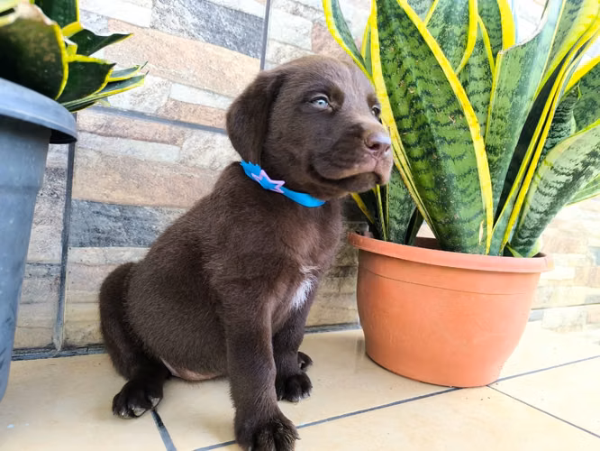 LABRADORES RETRIVER HEMBRAS CHOCOLATES 2 MESES 15 DE OCTUBRE 2026