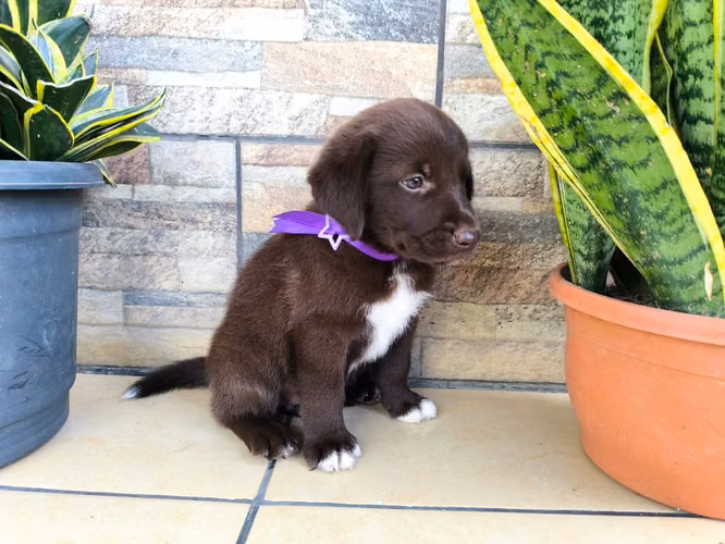 LABRADORES RETRIVER HEMBRAS CHOCOLATES 2 MESES 15 DE OCTUBRE 2026 - Imagen 3