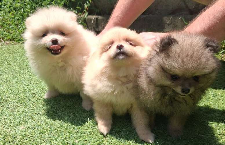 Pomeranian hembras/machos 2 meses entrega 20 de octubre 2026 - Imagen 3