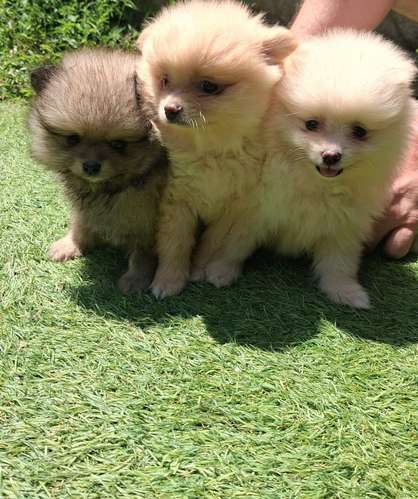 Pomeranian hembras/machos 2 meses entrega 20 de octubre 2026 - Imagen 4