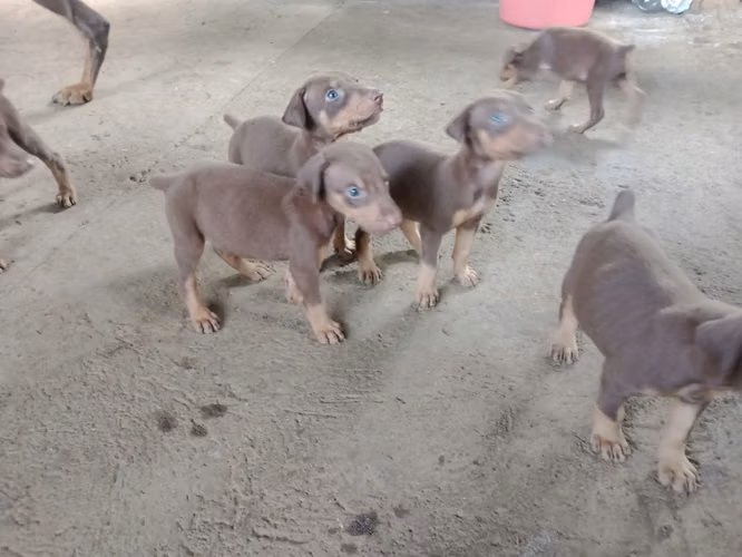 Doberman hembras/machos 2 meses entrega 30 setiembre 2026 - Imagen 6