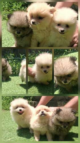 Pomeranian hembras/machos 2 meses entrega 20 de octubre 2026 - Imagen 2