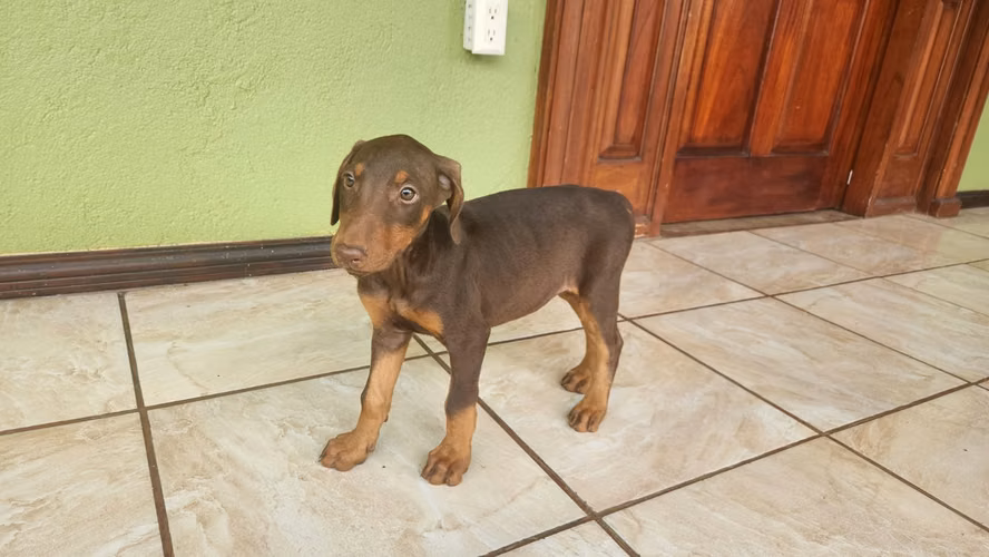 Doberman hembras/machos 2 meses entrega 30 setiembre 2026 - Imagen 3