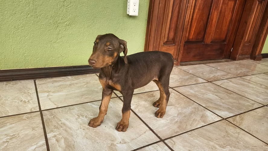 Doberman hembras/machos 2 meses entrega 30 setiembre 2026 - Imagen 2