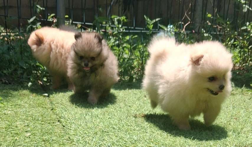 Pomeranian hembras/machos 2 meses entrega 20 de octubre 2026 - Imagen 5