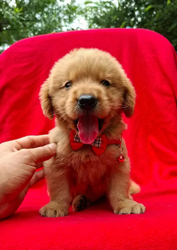 GOLDEN RETRIVER 2 MESES MACHOS Y HEMBRAS ENTREGA 11 OCTUBRE 2026