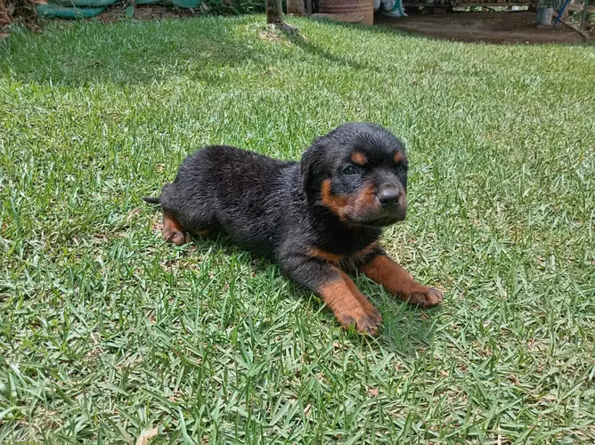 Rottweiler machos y hembras entrega 30 setiembre 2026 - Imagen 5