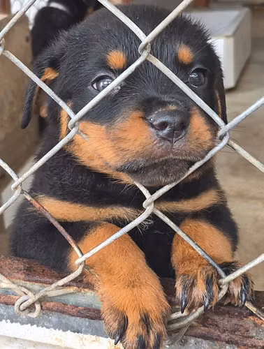 Rottweiler machos y hembras entrega 30 setiembre 2026 - Imagen 4