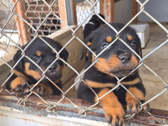 Rottweiler machos y hembras entrega 30 setiembre 2026