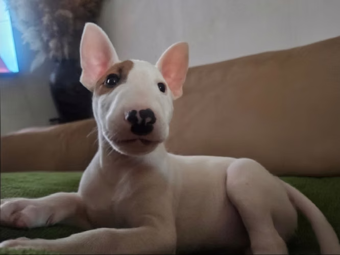 Bull terrier macho disponible  - Imagen 2