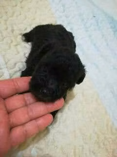 French poodle tacita  - Imagen 4