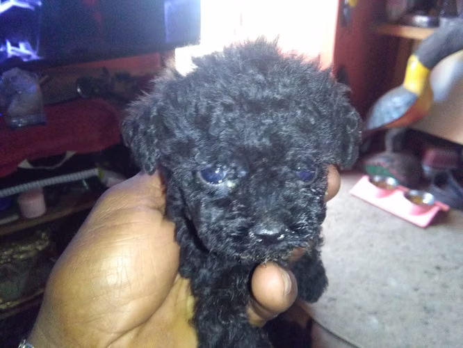 French poodle tacita 100% originales ambos padres ala vista - Imagen 3
