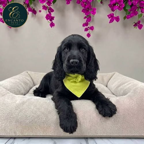 Cachorro COCKER SPANIEL INGLES TRADICIONAL disponible - Imagen 6