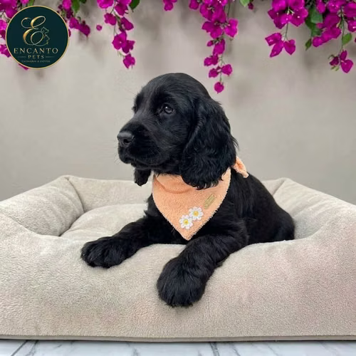 Cachorro COCKER SPANIEL INGLES TRADICIONAL disponible - Imagen 4
