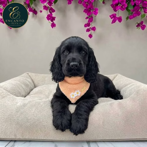 Cachorro COCKER SPANIEL INGLES TRADICIONAL disponible - Imagen 2