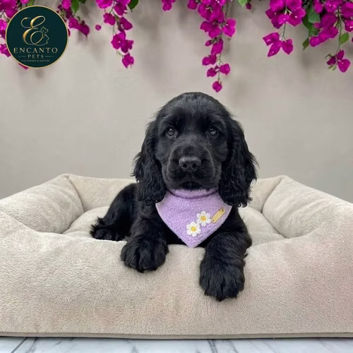 Cachorro COCKER SPANIEL INGLES TRADICIONAL disponible - Imagen 3