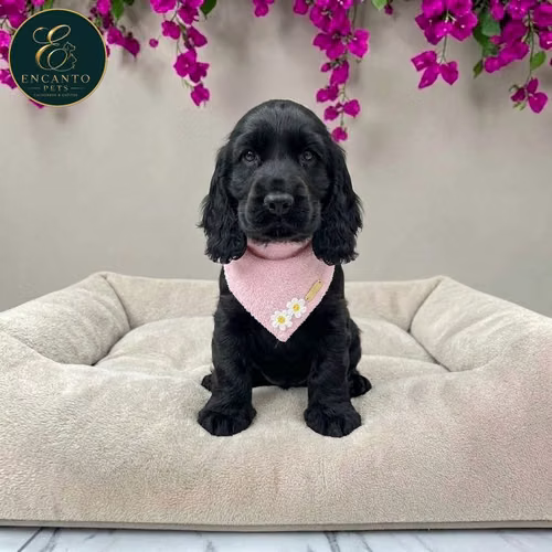 Cachorro COCKER SPANIEL INGLES TRADICIONAL disponible - Imagen 5