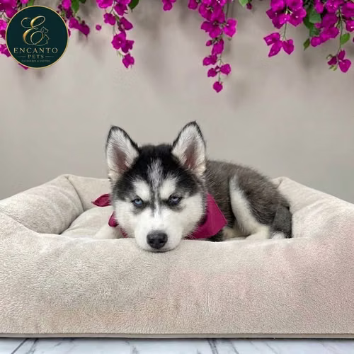 Cachorro HUSKY SIBERIANO disponible - Imagen 10