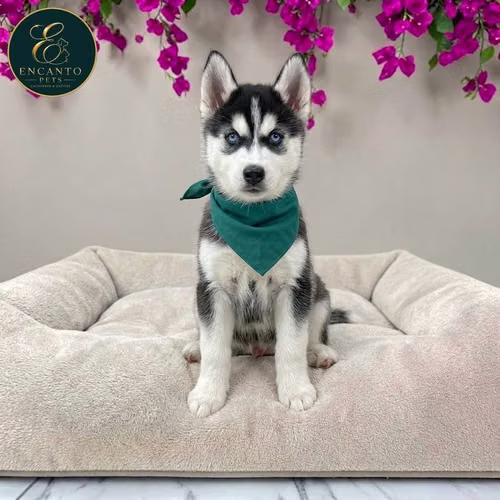 Cachorro HUSKY SIBERIANO disponible - Imagen 7