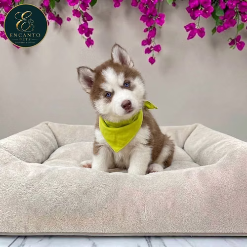 Cachorro HUSKY SIBERIANO disponible - Imagen 2