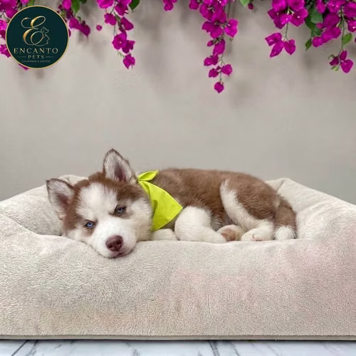 Cachorro HUSKY SIBERIANO disponible - Imagen 3