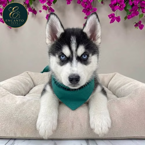 Cachorro HUSKY SIBERIANO disponible - Imagen 9