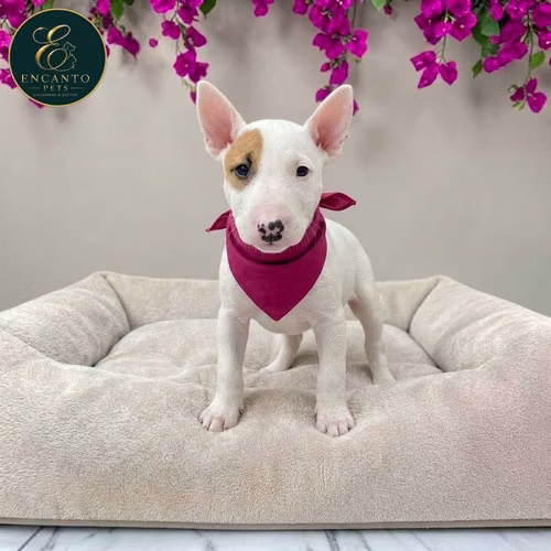 Cachorro Bull Terrier / Bull Terrier disponible - Imagen 2