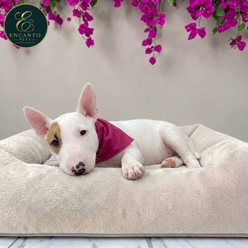 Cachorro Bull Terrier / Bull Terrier disponible - Imagen 3