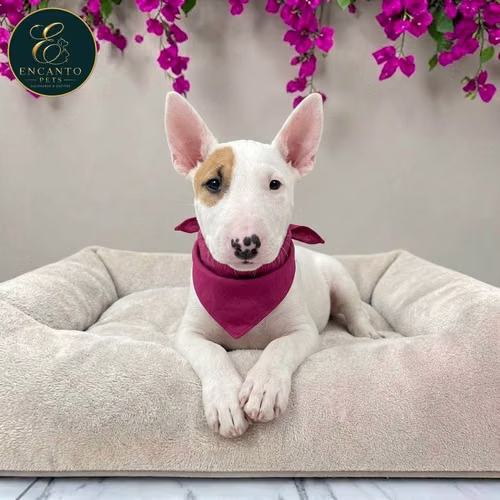 Cachorro Bull Terrier / Bull Terrier disponible