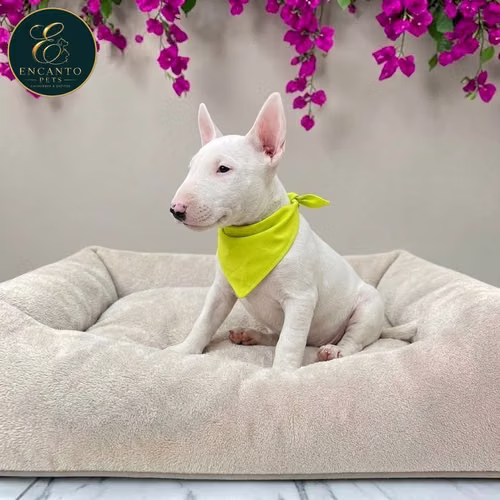 Cachorro Bull Terrier / Bull Terrier disponible - Imagen 6