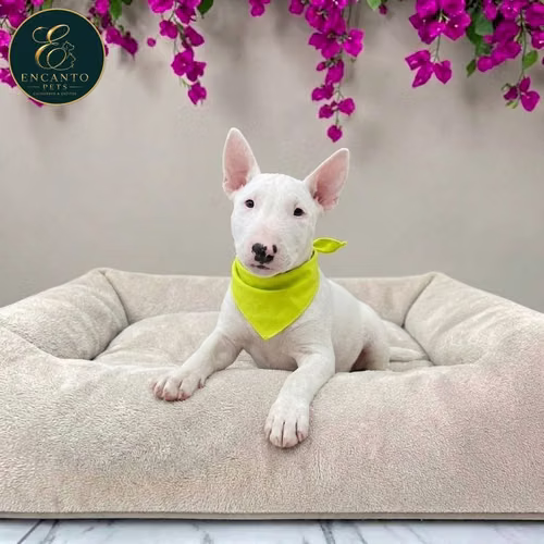 Cachorro Bull Terrier / Bull Terrier disponible - Imagen 4