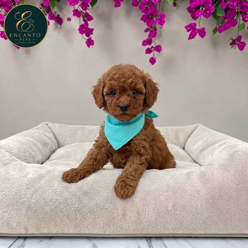 Cachorro FRENCH POODLE RED MINIATURA disponible - Imagen 3