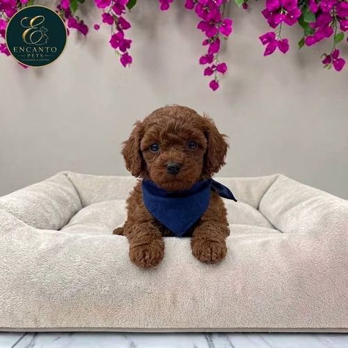 Cachorro FRENCH POODLE RED MINIATURA disponible - Imagen 7