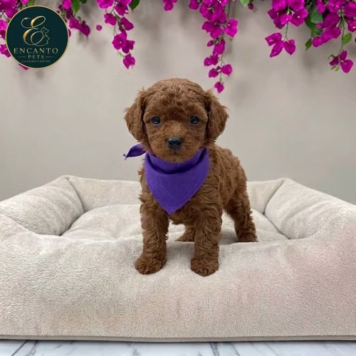 Cachorro FRENCH POODLE RED MINIATURA disponible - Imagen 10