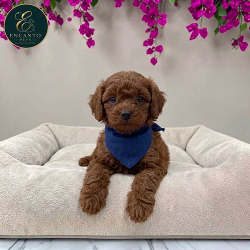 Cachorro FRENCH POODLE RED MINIATURA disponible - Imagen 4