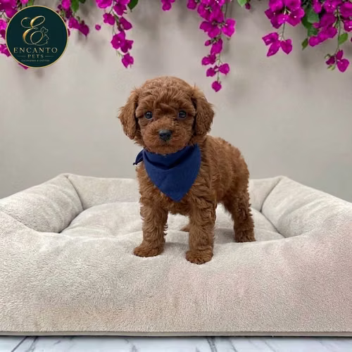 Cachorro FRENCH POODLE RED MINIATURA disponible - Imagen 6