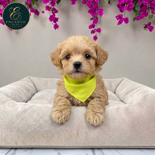Cachorro MALTIPOO disponible - Imagen 3