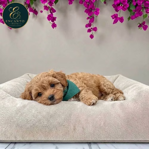 Cachorro MALTIPOO disponible - Imagen 6