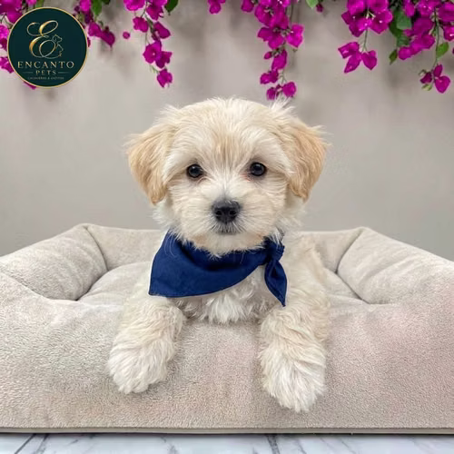 Cachorro MALTIPOO disponible - Imagen 10