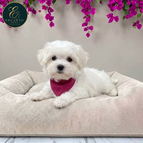 Cachorro Bichón Maltés / Maltese disponible