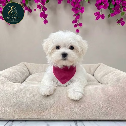 Cachorro Bichón Maltés / Maltese disponible - Imagen 4