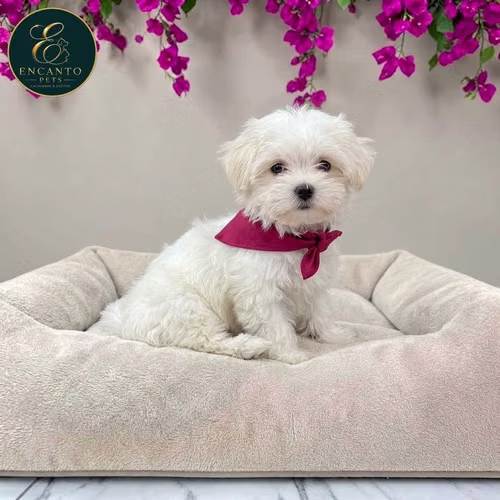 Cachorro Bichón Maltés / Maltese disponible - Imagen 3