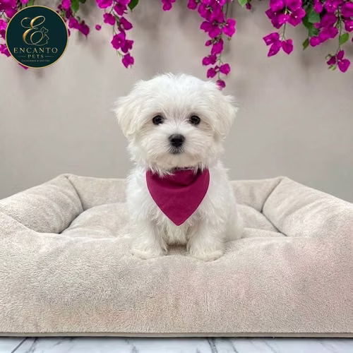 Cachorro Bichón Maltés / Maltese disponible - Imagen 6