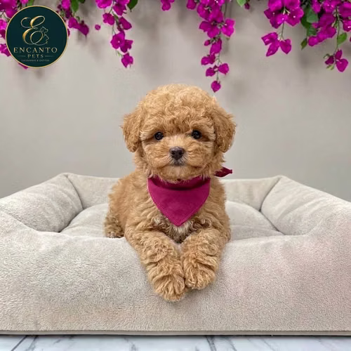 Cachorro FRENCH POODLE APRICOT MINIATURA disponible - Imagen 2
