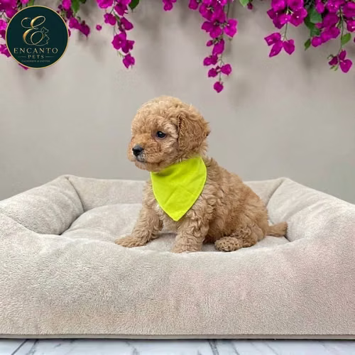 Cachorro FRENCH POODLE APRICOT MINIATURA disponible - Imagen 6