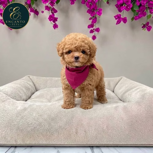 Cachorro FRENCH POODLE APRICOT MINIATURA disponible - Imagen 8